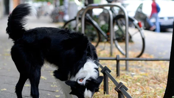 Hunde haben feine Nasen - leider auch wenn es um das Aufsp&uuml;ren von Kot geht. - &copy; Maurizio Gambarini/dpa/dpa-tmn