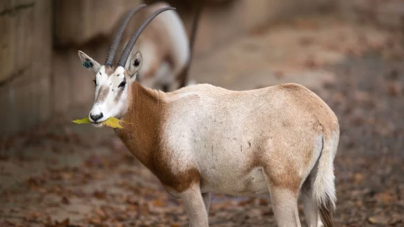 Experten sehen in der Auswilderung bedrohter Arten, die statt in freier Wildbahn nur noch in Zoos und &auml;hnlichen Einrichtungen vorkommen, eine enorme Herausforderung - zu diesen Arten geh&ouml;rt auch die S&auml;belantilope. - &copy; Lino Mirgeler/dpa