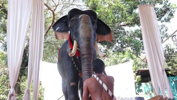 Tierschutz im Tempel: Ein gl&auml;ubiger Hindu sitzt im Bundesstaat Kerala vor dem lebensgro&szlig;en mechanischen Elefanten. - &copy; Juhi Bhatt/dpa