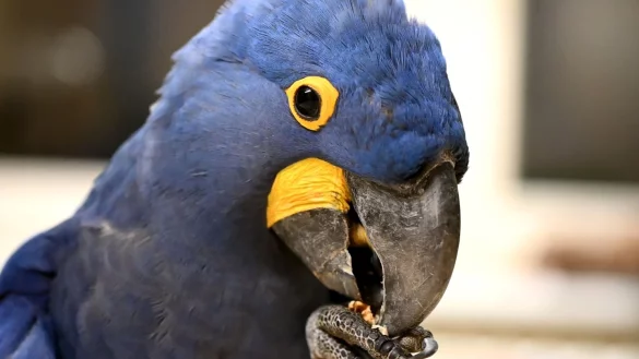 Ein Hyazinth-Ara knackt im Zimmer des Zoodirektors eine Walnuss. - &copy; Axel Seidemann/dpa