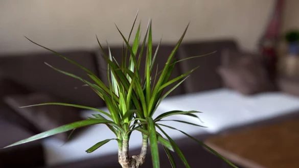 Keine Scheu, der Drachenbaum vertr&auml;gt einen R&uuml;ckschnitt. - &copy; Silvia Marks/dpa-tmn