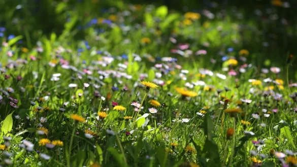 Gut f&uuml;r Insekten: Wird ein Rasen l&auml;nger nicht gem&auml;ht, wachsen auf ihm viele Wiesenblumen. - &copy; Karl-Josef Hildenbrand/dpa-tmn