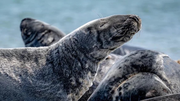 Kegelrobben liegen am Strand auf der D&uuml;ne vor der Insel Helgoland. - &copy; Sina Schuldt/dpa