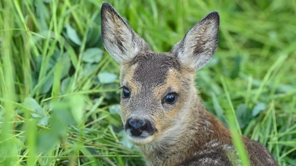 Rehe jagen f&uuml;r den Naturschutz? F&uuml;r &laquo;Bambi&raquo;-Fans macht das absolut keinen Sinn. Im Film ist das Reh einfach nur niedlich und der J&auml;ger der B&ouml;sewicht. Doch in der Realit&auml;t ist es viel komplizierter. - &copy; Patrick Pleul/dpa-Zentralbild/ZB