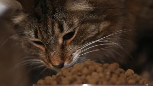 Unterh&auml;ndler der EU-Staaten und des Europaparlaments haben sich auf neue Regeln f&uuml;r die Herstellung von Bio-Tiernahrung geeinigt. - &copy; picture alliance / Ina Fassbender/dpa