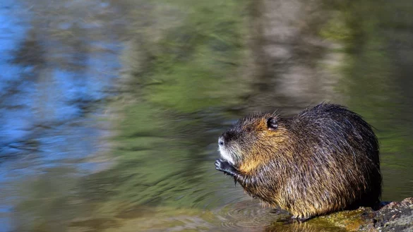 Ein Nutria sitzt in einem Flussarm der Saale auf einem Stein. - &copy; Klaus-Dietmar Gabbert/dpa