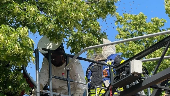 Einsatzkr&auml;fte der Feuerwehr helfen einer Imkerin beim Entfernen des Bienennestes. - &copy; -/Feuerwehr Detmold/dpa