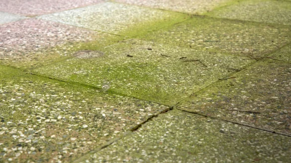 Gr&uuml;nes &Auml;rgernis: Auch auf Terrassenbel&auml;gen im Schatten f&uuml;hlen sich Moose und Algen wohl. - &copy; Andrea Warnecke/dpa-tmn