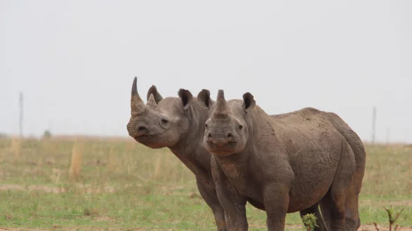 In Afrika hat sich die Nashorn-Population wieder erholt. - &copy; J&uuml;rgen B&auml;tz/dpa