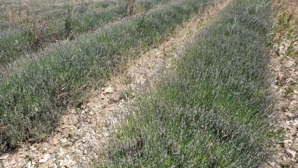 Blick auf ein von Raupen gesch&auml;digtes Lavendelfeld in Frankreich. - &copy; Alain Aubanel/dpa
