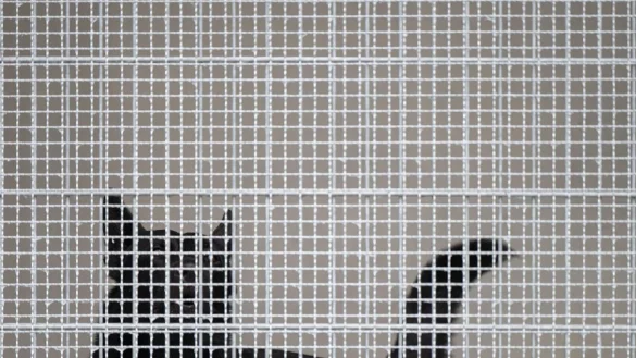 Der Schatten eines Polizeihundes. - &copy; Sebastian Gollnow/dpa/Symbolbild