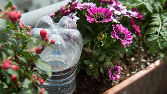 Eine Plastikflasche kann die Balkonpflanzen f&uuml;r ein paar Tage mit Wasser versorgen. - &copy; Andrea Warnecke/dpa-tmn