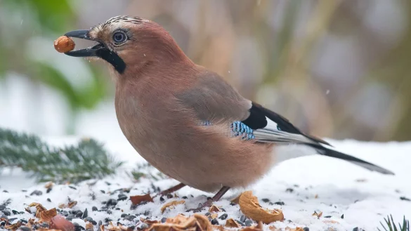 Ein Eichelh&auml;her (Garrulus glandarius) holt sich eine Haselnuss an einem Futterplatz f&uuml;r V&ouml;gel. - &copy; Patrick Pleul/dpa-Zentralbild/dpa
