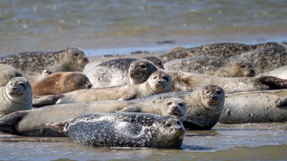Seehunde und Kegelrobben liegen auf einer Sandbank vor der ostfriesischen Insel Spiekeroog. - &copy; Sina Schuldt/dpa