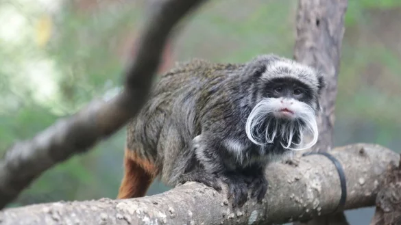 Ein Kaiserschnurrbart-Tamarin, der im Zoo in Dallas lebt. - &copy; Uncredited/Dallas Zoo via AP/dpa