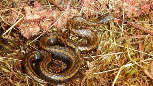 Die vor kurzem in Peru entdeckte Schlangenart heißt jetzt Tachymenoides harrisonfordi. - © Edgar Lehr/DGHT/dpa