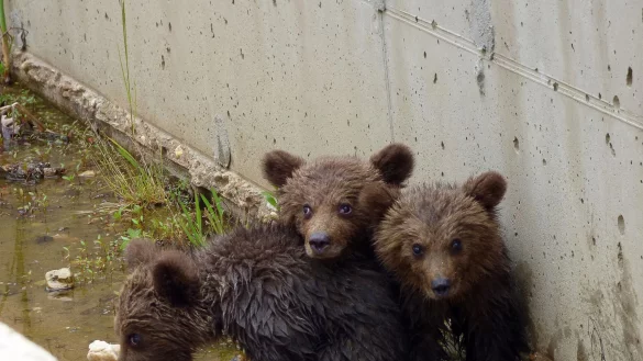 Die drei kleinen B&auml;ren vor ihrer Rettung aus dem Kanal. - &copy; -/Arcturos/dpa