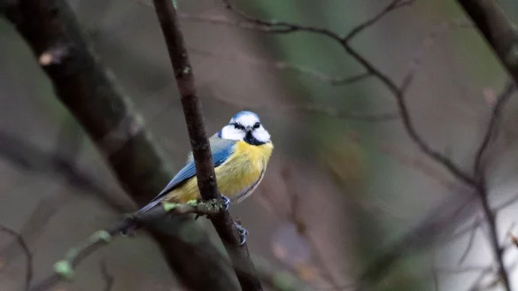 Eine Blaumeise sitzt auf einem Ast. Die j&auml;hrliche Z&auml;hlung der Winterv&ouml;gel ger&auml;t aufgrund des milden Wetters in diesem Jahr durcheinander. - &copy; Christophe Gateau/dpa