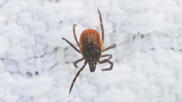 Durch die milden Winter und w&auml;rmeren Sommer breiten sich die Zecken immer weiter aus. - &copy; Julian Stratenschulte/dpa