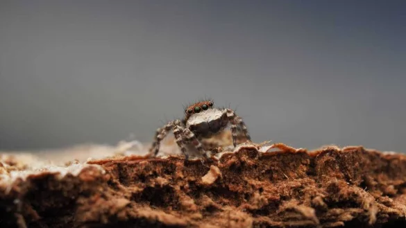 Nur drei Millimeter gro&szlig; und sieht aus wie &laquo;ein acht&auml;ugiger Welpe&raquo;. - &copy; J Schubert/AAP/dpa