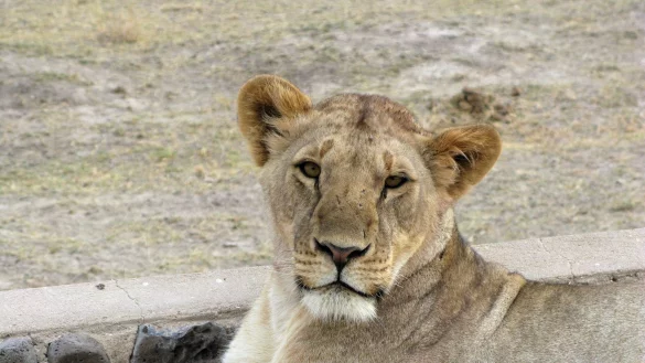 Eine L&ouml;win im Amboseli-Nationalpark in Kenia. - &copy; Krafczyk/dpa