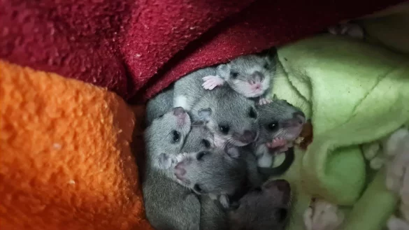 Alle acht aus dem Siebenschläfer-Nachwuchs haben überlebt. - © -/Wildtierwaisen-Schutz e.V./dpa
