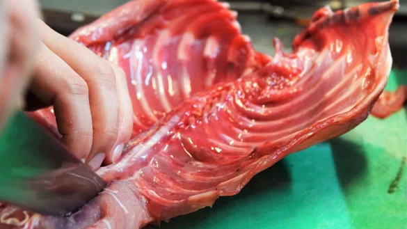 Ein Kochkursteilnehmer schneidet Fleisch von der Karkasse eines Nutria. - &copy; Ann-Marie Utz/dpa/Archivbild