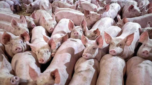 Der Bundestag hat eine staatliche Kennzeichnung f&uuml;r Fleisch beschlossen: Auf jeder Verpackung soll k&uuml;nftig stehen, wie das Tier gehalten wurde. - &copy; Sina Schuldt/dpa