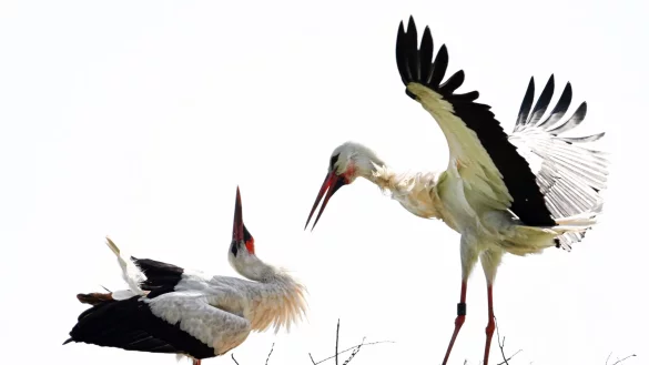 Ein Storch landet bei sonnigem Wetter auf seinem Nest und wird begr&uuml;&szlig;t. - &copy; Federico Gambarini/dpa