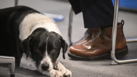 Hund Pepe liegt neben den F&uuml;&szlig;en seines Besitzers. - &copy; Sebastian Gollnow/dpa