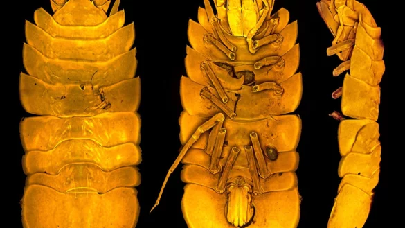 Die neu entdeckte Meeresassel Austroniscus brandtae, benannt nach der Frankfurter Meereswissenschaftlerin Angelika Brandt. - &copy; Terue Kihara/Senckenberg Gesellschaft f&uuml;r Naturforschung/dpa