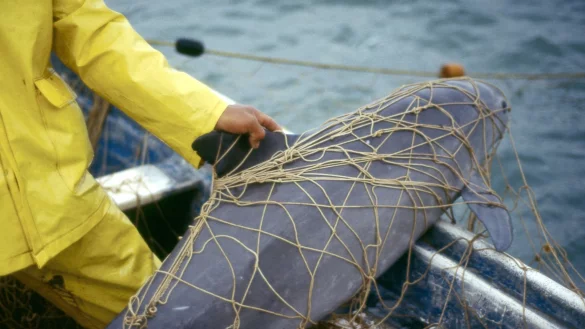 Ein Vaquita, ein Kalifornischer Schweinswal, im Netz eines Fischers vor der K&uuml;ste von Mexiko. Der Meeress&auml;uger ist vom Aussterben beedroht. - &copy; Cristian Faesi/WWF/dpa