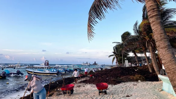 Auf der mexikanischen Halbinsel Yucat&aacute;n haben die Braunalgen viele Str&auml;nde befallen. - &copy; Thomas M&uuml;ller/dpa