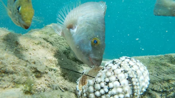Fische fressen einen Seestern im Mittelmeer. - &copy; Courtesy of Tel Aviv University/dpa