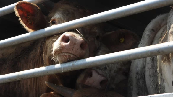 Von 2017 bis 2021 laut EU-Rechnungshof j&auml;hrlich durchschnittlich rund 1,6 Milliarden Tiere zwischen Mitgliedstaaten und in oder aus Nicht-EU-L&auml;ndern transportiert. - &copy; Animal Welfare Foundation/dpa