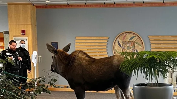 Ein junger Elch steht in einem Krankenhaus in Anchorage zwei Mitarbeitern gegen&uuml;ber. - &copy; Uncredited/Providence Alaska/AP/dpa