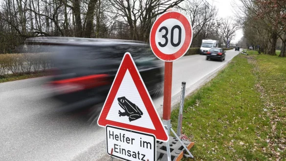 Drei Schilder weisen an einer ufernahen Straße auf die Krötenwanderung hin. - © Felix Kästle/dpa/Archivbild