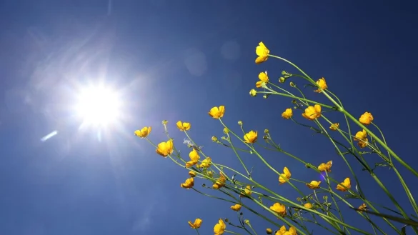 Butterblumen im Sonnenschein. - &copy; Karl-Josef Hildenbrand/dpa/Symbolbild