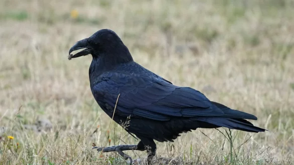 Ein Rabe (Corvidae) spaziert im brandenburgischen Wildpark Schorfheide mit Futter im Schnabel &uuml;ber eine Wiese. - &copy; Soeren Stache/dpa