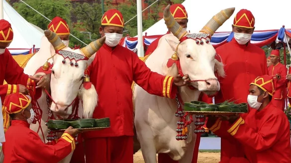 Thail&auml;ndische Beamte in altert&uuml;mlicher Kleidung pr&auml;sentieren Ochsen w&auml;hrend der k&ouml;niglichen Pflugzeremonie zwei Tabletts mit mit Lebensmitteln. - &copy; Worapong Charoenpol/Matichon Newspaper Pool/AP/dpa