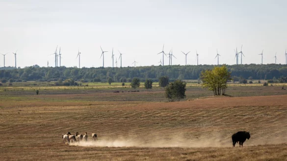 Ein Wisent ist in der D&ouml;beritzer Heide unterwegs. - &copy; Ingolf K&ouml;nig/dpa/Archivbild