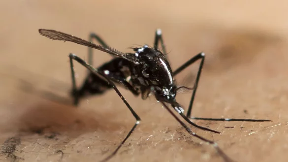 Die Asiatische Tigerm&uuml;cke (Aedes albopictus) breitet sich in Europa weiter Richtung Norden und Westen aus. Sie gilt als &Uuml;bertr&auml;ger unter anderem von Chikungunya- und Dengue-Viren. - &copy; Ennio Leanza/KEYSTONE/dpa