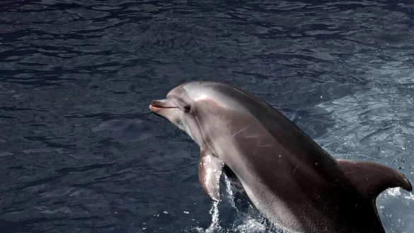 Britischen Geheimdienste zufolge setzt Russland verst&auml;rkt auf sogenannte Kampfdelfine. - &copy; -/Ukrinform/dpa