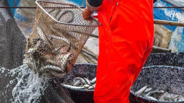Die vergangenen f&uuml;nf Jahre waren f&uuml;r den Ostseehering die historisch schlechtesten Jahre. - &copy; picture alliance / dpa