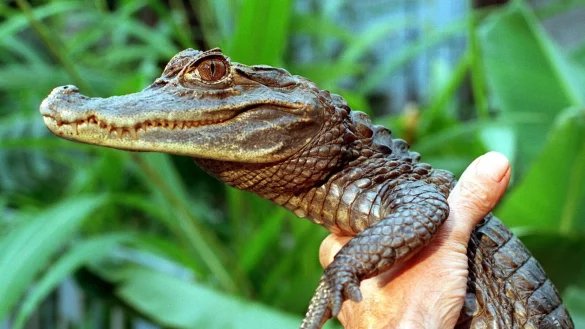 Ein Brillenkaiman im Tiergarten Falkenstein in Sachsen. - &copy; Wolfgang Thieme/Zentralbild/dpa/Archivbild