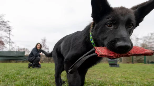 Sch&auml;ferhund-Welpe G&ouml;the mit einem Trainingsgegenstand im Maul. - &copy; Christoph Reichwein/dpa
