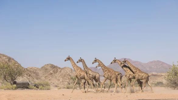 Die Giraffen wurden im Nationalpark ausgesetzt. - &copy; Casey Crafford/dpa