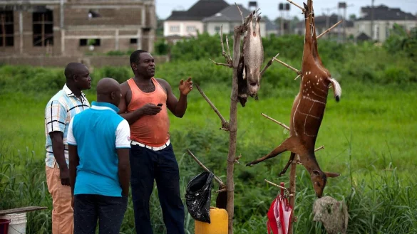 Ein Wildfleischh&auml;ndler im nigerianischen Bundesstaat Bayelsa preist gegen&uuml;ber potenziellen Kunden seine Ware an. - &copy; Tife Owolabi/EPA/dpa