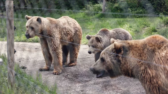 B&auml;ren im eingez&auml;unten Gnadenhof in Bad F&uuml;ssing. - &copy; Uwe Lein/dpa