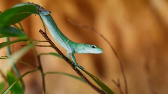 Eine grüne Baumeidechse läuft auf einer Zimmerpflanze. - © Daniel Löb/dpa